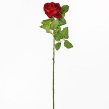 RŮŽE 66cm - Růže kusovky | FLORASYSTEM