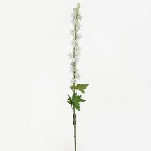 DELPHINIUM 100CM - Luční květy | FLORASYSTEM