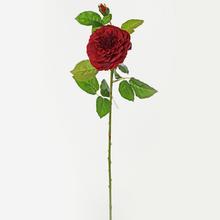 KS RŮŽE plnokvěté ČERVENÁ 68cm - Růže kusovky | FLORASYSTEM