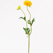Ranunculus ŽLUTÝ KS 39cm - Ranunculus | FLORASYSTEM