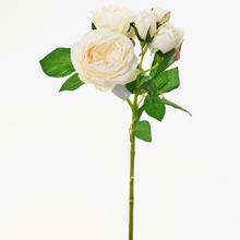 KS RŮŽE ANGLICKÁ KRÉMOVÁ 38cm - Růže kusovky | FLORASYSTEM