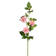 KS Lisianthus rozkvetlých MIX 2FARBY 90cm - Růže kusovky | FLORASYSTEM