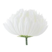 HLAVA chryzantémy bílá 10cm - Chryzantéma | FLORASYSTEM