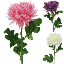 CHRYSANTEMA KS MIX A 65cm - FLORASYSTEM