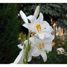 Lilium candidum - FLORASYSTEM