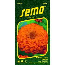 Cínie ORANŽOVÁ ORIOLE 0,7g - FLORASYSTEM