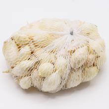 CIBULE SADIAČKA ALA, White Globe, Snowball 250g / 100KS / - FLORASYSTEM