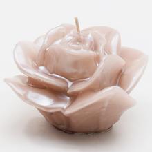 RŮŽE ROZKVETLÁ CAPPUCINO 7x9x9cm - Květiny | FLORASYSTEM