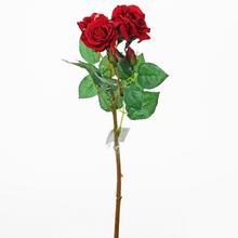 RŮŽE VIACKV.ČER. KS 37cm - Růže kusovky | FLORASYSTEM