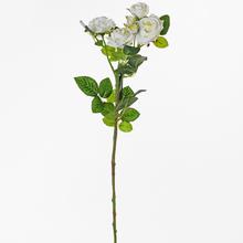 RŮŽE Vícekvěté KS BÍLÁ 65cm - Růže kusovky | FLORASYSTEM