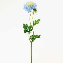 KS Scabiosa MODRÁ 41cm - Luční květy | FLORASYSTEM