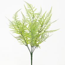 ZELEŇ kapradin 35cm - List | FLORASYSTEM