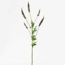 Astilbe RŮŽOVÉ 81cm - Luční květy | FLORASYSTEM