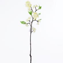 Větvemi TŘEŠEŇ KRÉMOVÁ - Větev květ | FLORASYSTEM