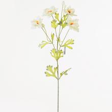 KS Saussurea 70cm - Luční květy | FLORASYSTEM
