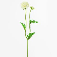 KS Ranunculus BÍLÝ 39cm - Ranunculus | FLORASYSTEM