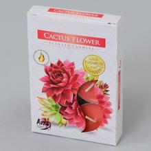 Čajová voňavých / 6 květ kaktusu - S vůní 1/6 | FLORASYSTEM