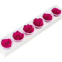 Ruža preparovaná 6,5cm HOT PINK /ks - Růže | FLORASYSTEM