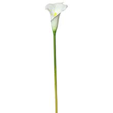 KS CALLA BÍLÁ 70CM - Calla, anthurie  | FLORASYSTEM