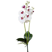 KS ORCHIDEA 2 VÝHONKY 55CM BIE-RUŽ - Orchidej | FLORASYSTEM