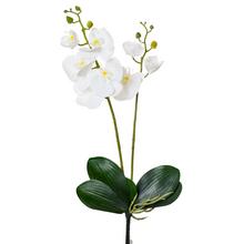 KS ORCHIDEA 2 VÝHONKY 55CM BIELA - Orchidej | FLORASYSTEM