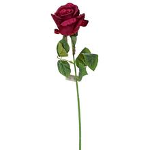 KS RUŽA BORDO 45cm - Růže kusovky | FLORASYSTEM