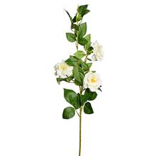 KS Lisianthus rozkvetlá BÍLÝ 90cm - Růže kusovky | FLORASYSTEM