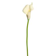 CALLA BÍLÁ 35cm - FLORASYSTEM