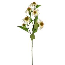 KS ECHINACEA 73cm - Luční květy | FLORASYSTEM