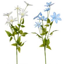 KS CLEMATIS 89cm 2F - Luční květy | FLORASYSTEM