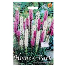 Liatris MIX - FLORASYSTEM