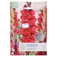 GLADIOL VELVET RASPBERRY 10ks - Cibuloviny | FLORASYSTEM