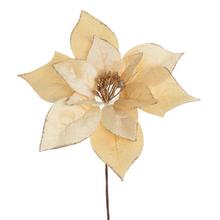 VIAN. RUŽA/ POINSETIA KRÉMOVO-ZLATÁ 20CM - Ks květ vánoční | FLORASYSTEM