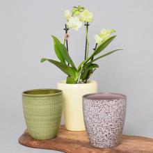 Obal orchidea - Keramika | FLORASYSTEM