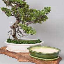 Kvetináč na bonsai - Keramika | FLORASYSTEM