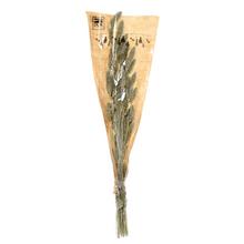SUŠ. SETARIA ZV. PLATIN. 66x15x6CM - Sušené kvety a zeleň | FLORASYSTEM