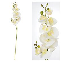 KS ORCHIDEA BIELA 88CM - Orchidej | FLORASYSTEM