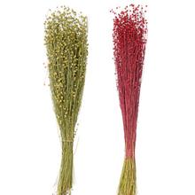 Ľan - lino/vlas farba - sušený /zv - Sušené kvety a zeleň | FLORASYSTEM