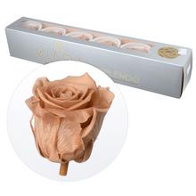 Ruža preparovaná 6,5cm NUDE /ks - Růže | FLORASYSTEM