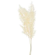 Ruscus - bielený sušený /zv 60cm - Sušené kvety a zeleň | FLORASYSTEM