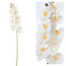 ORCHIDEA PHALENOPSIS BIELA 96CM - Orchidej | FLORASYSTEM
