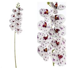 ORCHIDEA PHALENOPSIS BIELA S FIAL KVETMI 96CM - Orchidej | FLORASYSTEM