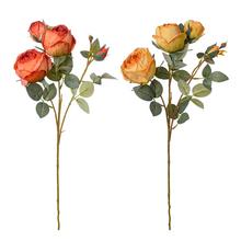 KS RUŽA 4-PUKY, 2F 62cm - Růže kusovky | FLORASYSTEM