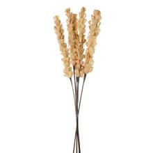Maize candle kukurica 5ks/bal - stabilizované kvety | FLORASYSTEM