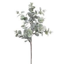 KONÁRIK EUCALYPTUS BIELENÝ 37CM - Zeleň vánoční | FLORASYSTEM