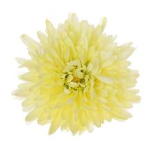 HLAVA CHRYZANTÉMA KRÉM D:16CM BAl:12KS - Chryzantéma, jiřina | FLORASYSTEM