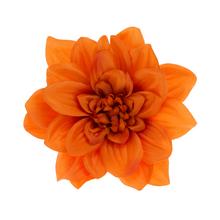 HLAVA DAHLIA 14CM BAL.12KS ORANŽOVÁ - FLORASYSTEM