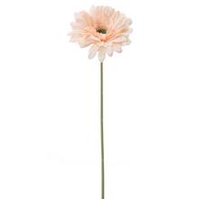 KS GERBERA BLEDO-RUŽOVÁ 44CM - Gerbera, jiřina | FLORASYSTEM