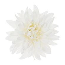 HLAVA DAHLIA 4CM BAL.12KS BIELA - FLORASYSTEM