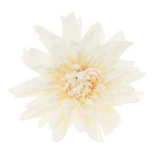 HLAVA DAHLIA 4CM BAL.12KS KRÉM - FLORASYSTEM